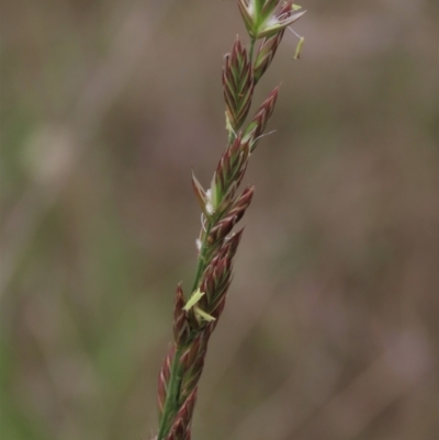 Festuca arundinacea (Tall Fescue) at Isabella Pond - 3 Nov 2021 by AndyRoo