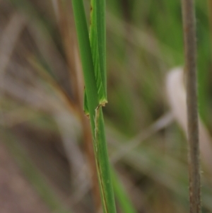 Lolium arundinaceum at Monash, ACT - 3 Nov 2021