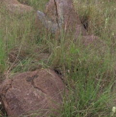 Festuca arundinacea at Monash, ACT - 3 Nov 2021