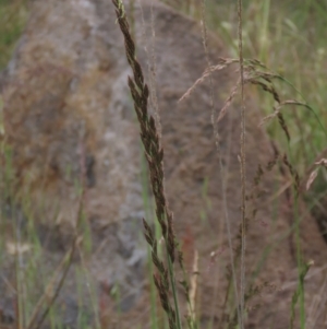 Lolium arundinaceum at Monash, ACT - 3 Nov 2021