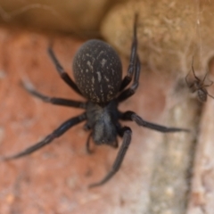 Badumna insignis (Black House Spider) at QPRC LGA - 24 Jan 2021 by natureguy