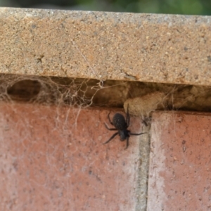 Badumna insignis at Wamboin, NSW - 24 Jan 2021