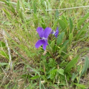 Viola betonicifolia subsp. betonicifolia at Rendezvous Creek, ACT - 5 Dec 2021 10:18 AM