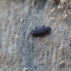 Ascetoderes sp. (genus) (Bothriderid beetle) at Wamboin, NSW - 24 Jan 2021 by natureguy