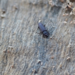 Ascetoderes sp. (genus) at Wamboin, NSW - 24 Jan 2021