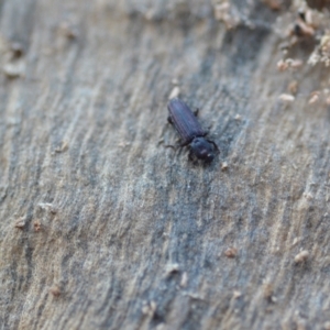 Ascetoderes sp. (genus) at Wamboin, NSW - 24 Jan 2021