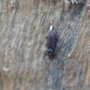 Ascetoderes sp. (genus) at Wamboin, NSW - 24 Jan 2021
