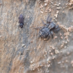 Ascetoderes sp. (genus) at Wamboin, NSW - 24 Jan 2021