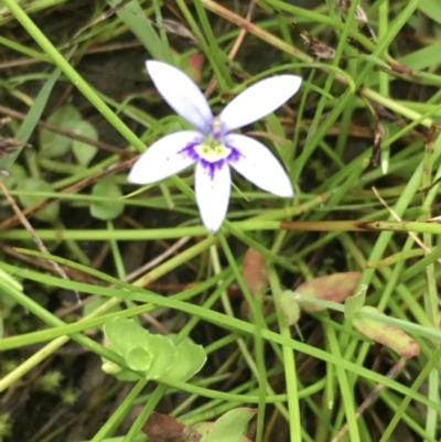 Isotoma fluviatilis subsp. australis (Swamp Isotome) at Hall, ACT - 7 Dec 2021 by strigo