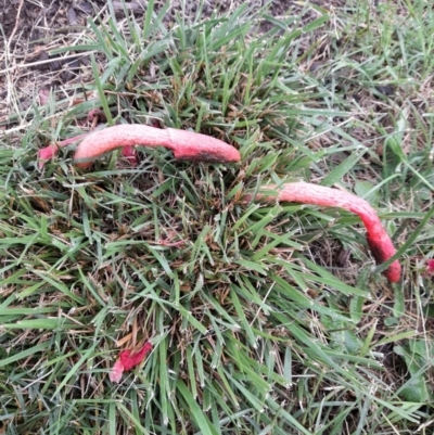 Phallus rubicundus (Phallus rubicundus) at Dickson, ACT - 10 Dec 2021 by JBrickhill