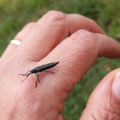 Rhinotia adelaidae at Dickson, ACT - 10 Dec 2021