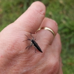 Rhinotia adelaidae at Dickson, ACT - 10 Dec 2021