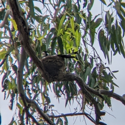 Grallina cyanoleuca (Magpie-lark) at Albury - 10 Dec 2021 by Darcy