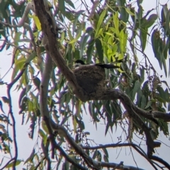 Grallina cyanoleuca at South Albury, NSW - 10 Dec 2021 01:36 PM