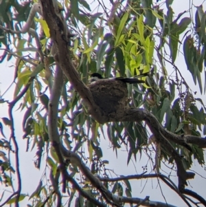 Grallina cyanoleuca at South Albury, NSW - 10 Dec 2021 01:36 PM