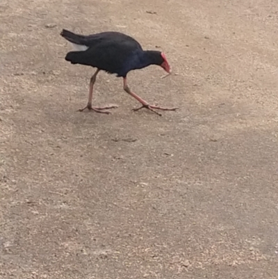 Porphyrio melanotus (Australasian Swamphen) at Shortland, NSW - 10 Dec 2021 by LyndalT