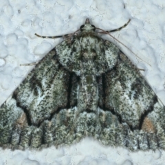 Aeolochroma metarhodata (Tea-tree Emerald) at Ainslie, ACT - 21 Oct 2021 by jb2602