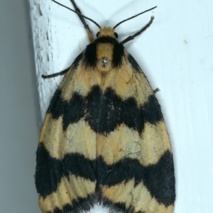 Termessa xanthomelas at Ainslie, ACT - 22 Oct 2021