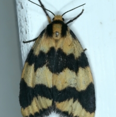 Termessa xanthomelas (A moth) at Ainslie, ACT - 22 Oct 2021 by jbromilow50