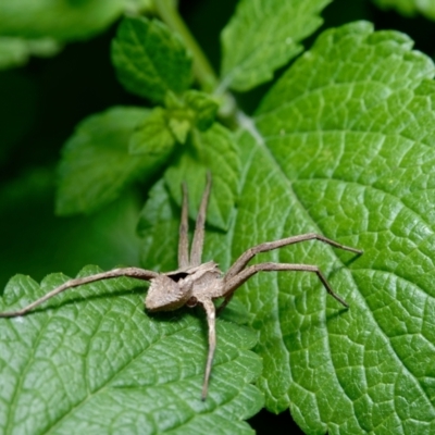 Argoctenus sp. (genus) (Wandering ghost spider) at Downer, ACT - 11 Dec 2021 by RobertD