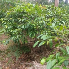 Glochidion ferdinandi (Cheese Tree) at Salamander Bay, NSW - 11 Dec 2021 by LyndalT