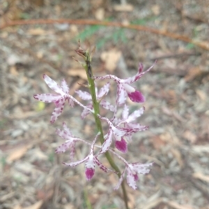 Dipodium variegatum at Salamander Bay, NSW - suppressed