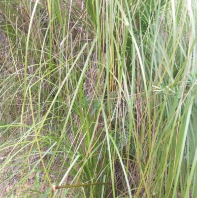 Gahnia clarkei (Tall Saw Sedge) at Salamander Bay, NSW - 11 Dec 2021 by LyndalT