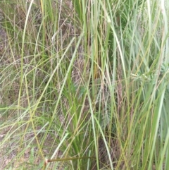 Unidentified Grass (TBC) at Salamander Bay, NSW - 11 Dec 2021 by LyndalT