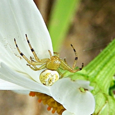 Thomisidae (family) (Unidentified Crab spider or Flower spider) at Crooked Corner, NSW - 10 Dec 2021 by Milly