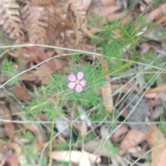 Euryomyrtus ramosissima (Rosy Baeckea) at Salamander Bay, NSW - 11 Dec 2021 by LyndalT