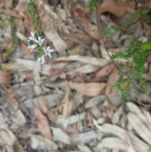 Epacris pulchella at Salamander Bay, NSW - 11 Dec 2021