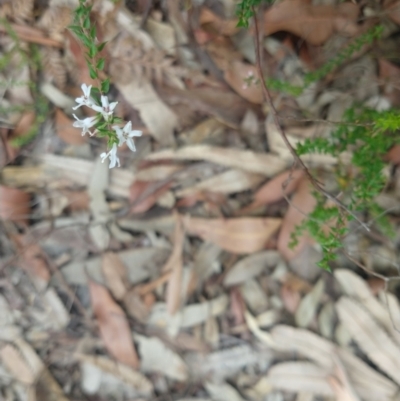 Epacris pulchella (Wallum Heath) at Salamander Bay, NSW - 11 Dec 2021 by LyndalT