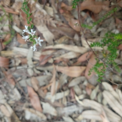 Epacris pulchella (Wallum Heath) at Salamander Bay, NSW - 10 Dec 2021 by LyndalT