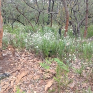 Actinotus helianthi at Salamander Bay, NSW - suppressed