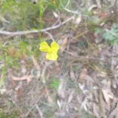 Inconclusive sighting (Inconclusive sighting) at Salamander Bay, NSW - 10 Dec 2021 by LyndalT