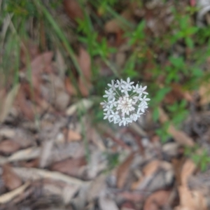 Trachymene incisa at Salamander Bay, NSW - 11 Dec 2021 10:50 AM