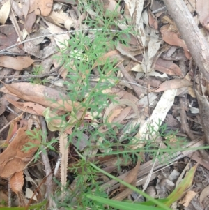 Trachymene incisa at Salamander Bay, NSW - 11 Dec 2021 10:50 AM