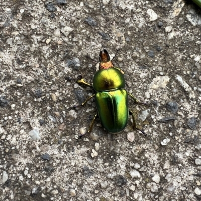 Lamprima aurata (Golden stag beetle) at Queanbeyan, NSW - 11 Dec 2021 by Ozflyfisher