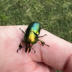 Lamprima aurata at Queanbeyan, NSW - 11 Dec 2021