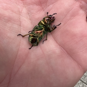 Lamprima aurata at Queanbeyan, NSW - 11 Dec 2021