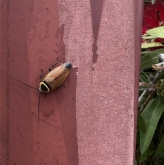 Ellipsidion australe (Austral Ellipsidion cockroach) at QPRC LGA - 11 Dec 2021 by Ozflyfisher