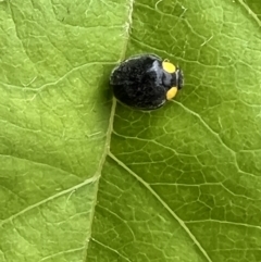 Apolinus lividigaster (Yellow Shouldered Ladybird) at Queanbeyan, NSW - 11 Dec 2021 by FeralGhostbat