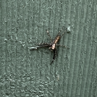 Helpis minitabunda (Threatening jumping spider) at Queanbeyan, NSW - 11 Dec 2021 by FeralGhostbat