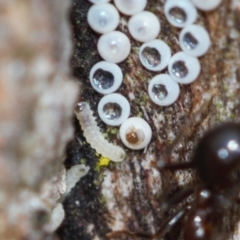 Acrodipsas myrmecophila (Small Ant-blue Butterfly) at Jerrabomberra, ACT - 9 Dec 2021 by RAllen