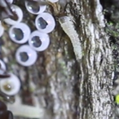 Acrodipsas myrmecophila at suppressed - suppressed