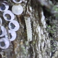 Acrodipsas myrmecophila at suppressed - suppressed