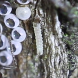 Acrodipsas myrmecophila at suppressed - suppressed