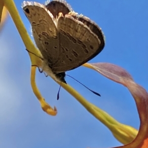 Acrodipsas myrmecophila at suppressed - suppressed