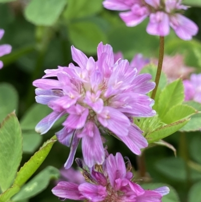 Trifolium resupinatum (Persian Clover, Shaftal Clover) at Holder Wetlands - 11 Dec 2021 by AJB