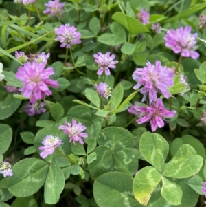 Trifolium resupinatum at Holder, ACT - 11 Dec 2021